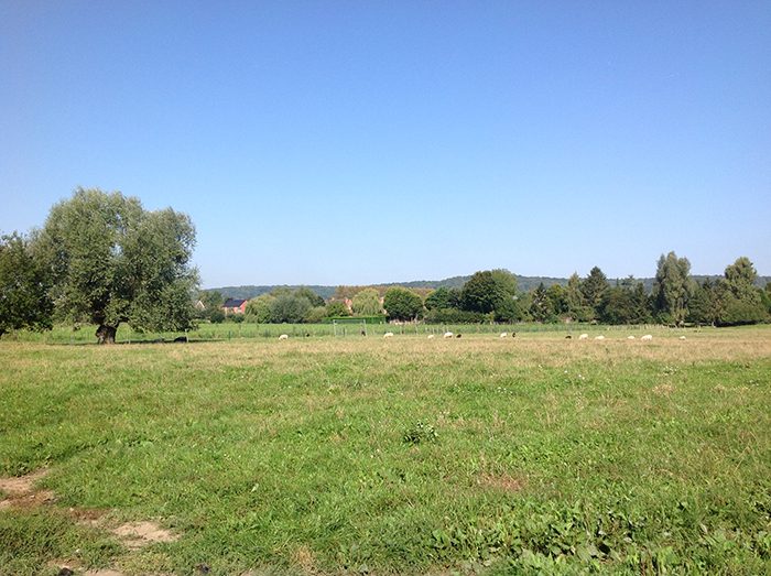 Groene velden achter de woning, met bomen aan de horizon